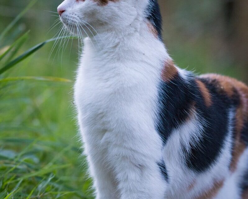 Jak wybrać odpowiednią kuwetę dla kota? Praktyczny poradnik dla właścicieli.