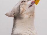white and grey cat with yellow and orange plastic toy