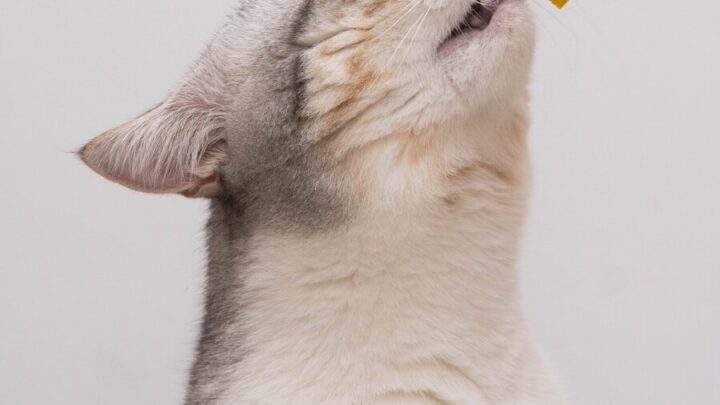 Co zrobić, gdy kot przestaje jeść? Objawy, przyczyny i kroki ratunkowe.