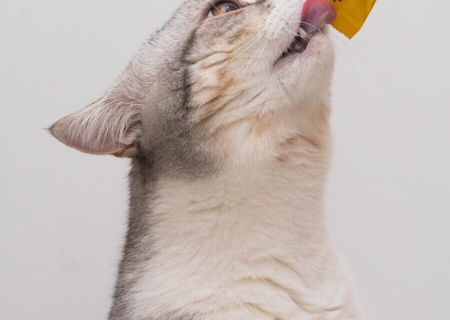 Co zrobić, gdy kot przestaje jeść? Objawy, przyczyny i kroki ratunkowe.