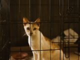 Adorable kitten sitting in a metal cage at a shelter, looking intently.