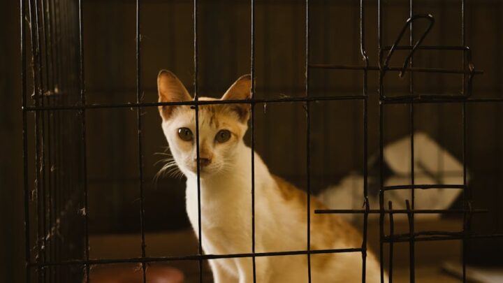 Adaptacja kota ze schroniska: Jak pomóc kotu po przejściach zaaklimatyzować się w nowym domu?