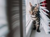 Close-up of a curious Bengal cat peeking through window blinds, capturing its playful and adventurous nature.