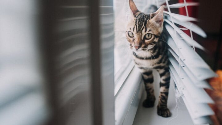 Adopcja kota niewidomego lub niepełnosprawnego: Jak zapewnić mu komfortowe i szczęśliwe życie?