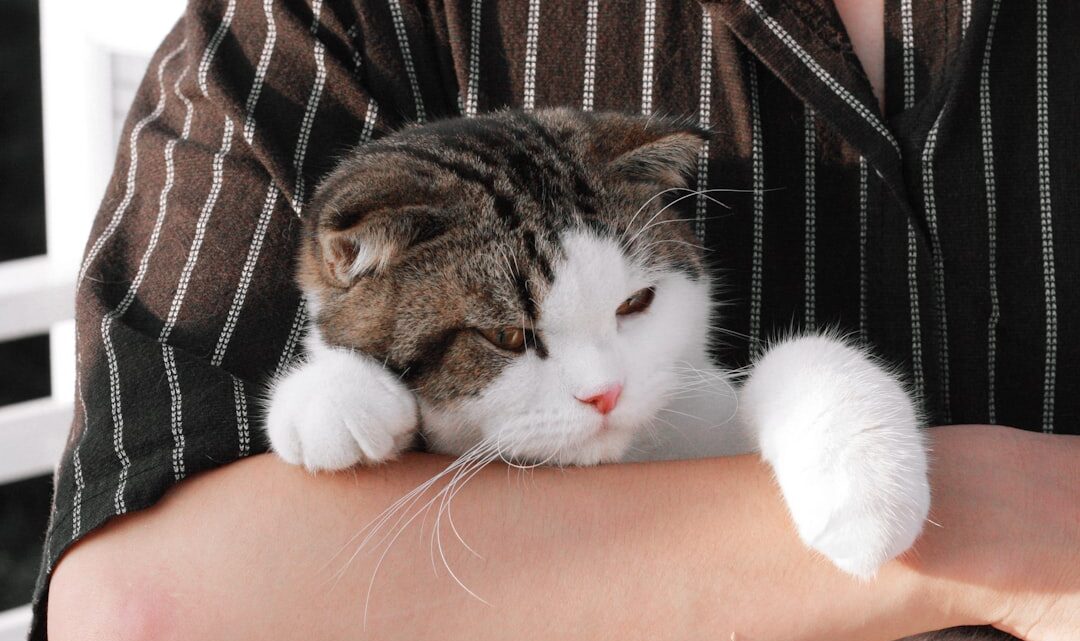 Alergia na kota: Jak zmniejszyć objawy i cieszyć się wspólnym życiem z pupilem?