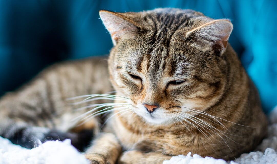 Artretyzm i problemy ze stawami u kota seniora: Jak rozpoznać, łagodzić ból i poprawić komfort życia?