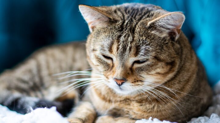 Artretyzm i problemy ze stawami u kota seniora: Jak rozpoznać, łagodzić ból i poprawić komfort życia?