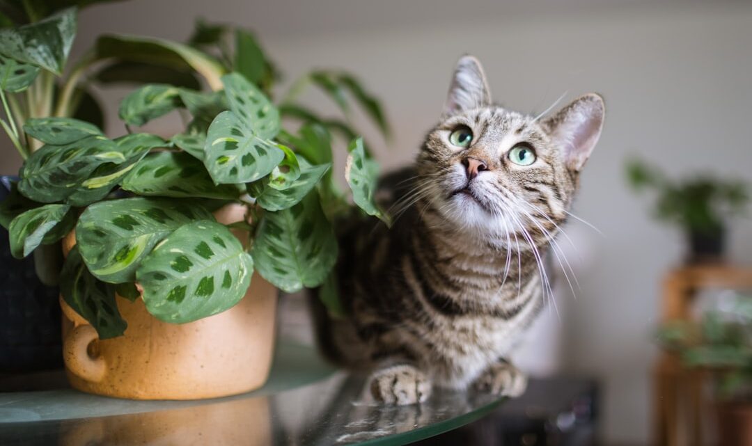 Bezpieczne rośliny i zioła dla kota: Kompletny przewodnik po toksycznych i przyjaznych domowych gatunkach