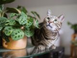 A tabby cat sits near a potted plant indoors.