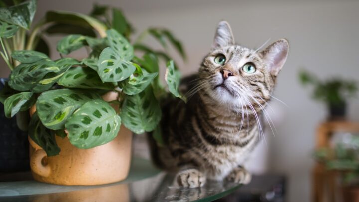 Bezpieczne rośliny i zioła dla kota: Kompletny przewodnik po toksycznych i przyjaznych domowych gatunkach