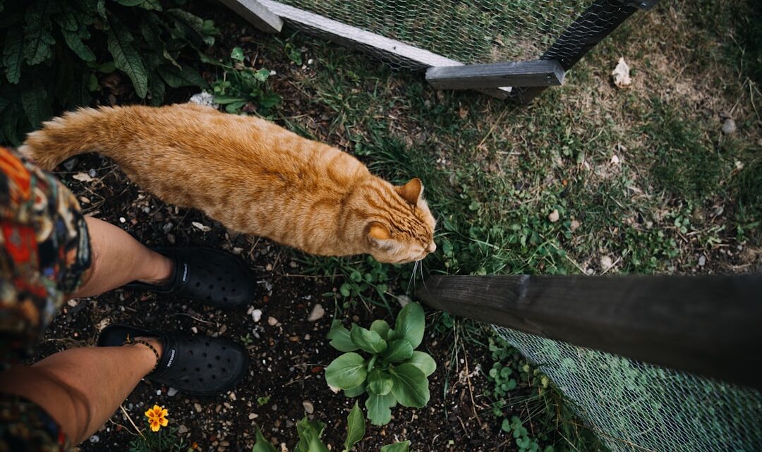 Bezpieczny dom dla kota: Jak zabezpieczyć mieszkanie i ogród przed potencjalnymi zagrożeniami?
