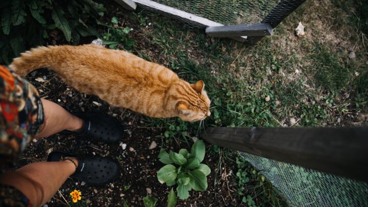 Bezpieczny dom dla kota: Jak zabezpieczyć mieszkanie i ogród przed potencjalnymi zagrożeniami?