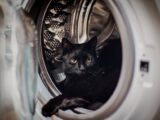 A curious black cat comfortably lounging inside a washing machine drum.