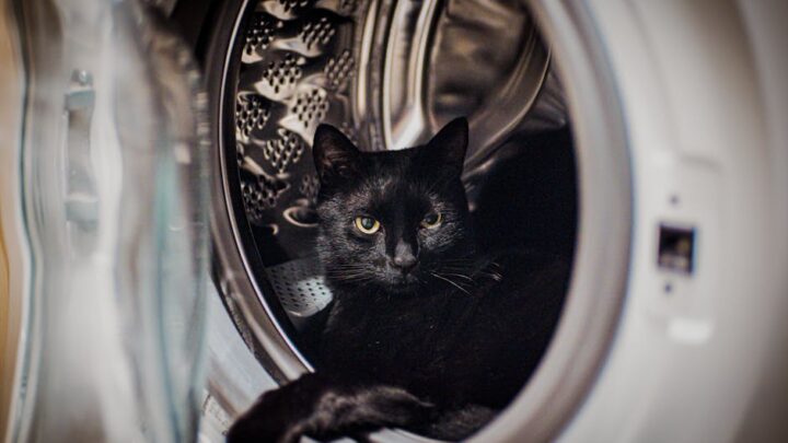 Bezpieczny dom dla kota: Jak zabezpieczyć mieszkanie przed niebezpieczeństwami i stworzyć komfortową przestrzeń?