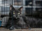 A gray cat with yellow eyes lying down in a black wire cage indoors.