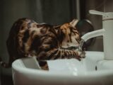 A Bengal cat drinking water directly from a bathroom faucet, showcasing its playful and curious nature.