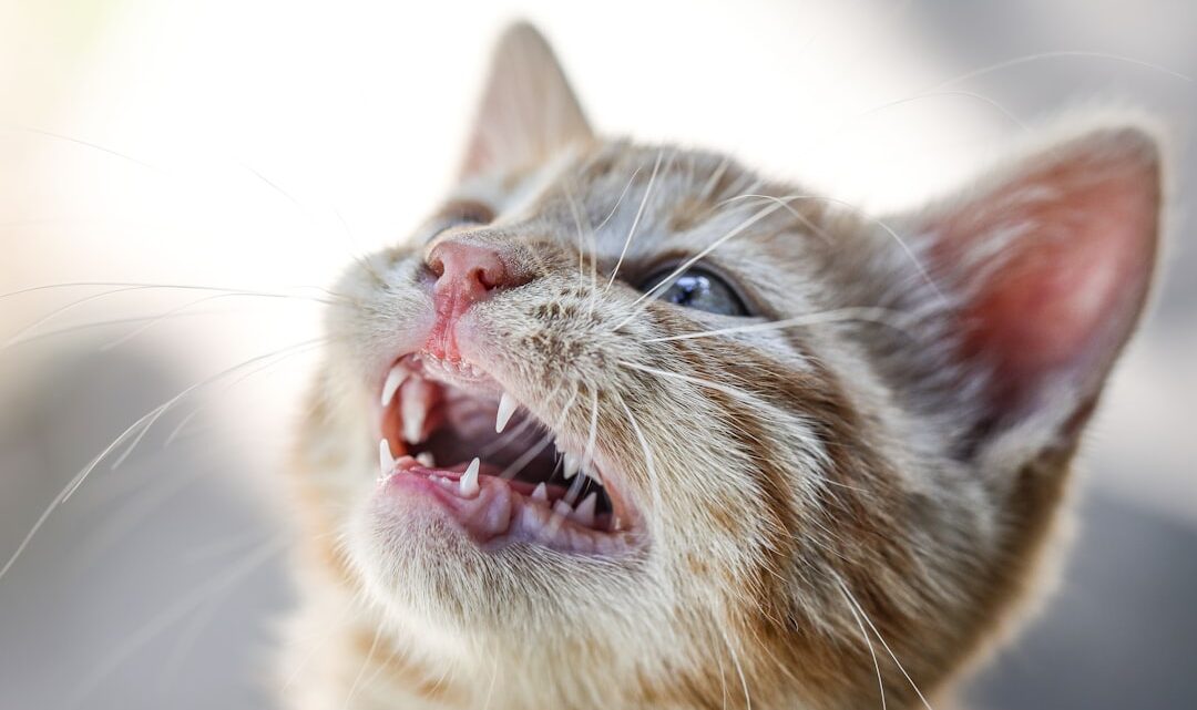 Choroby zębów i dziąseł u kota: Kiedy konieczny jest profesjonalny zabieg weterynaryjny i jak dbać o zdrowie jamy ustnej?