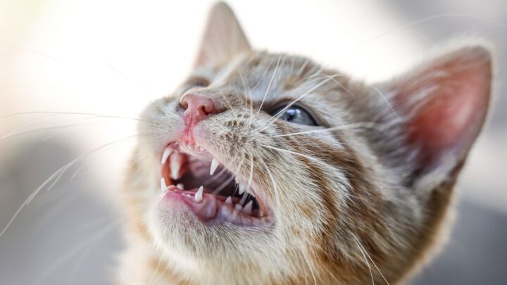 Choroby zębów i dziąseł u kota: Kiedy konieczny jest profesjonalny zabieg weterynaryjny i jak dbać o zdrowie jamy ustnej?