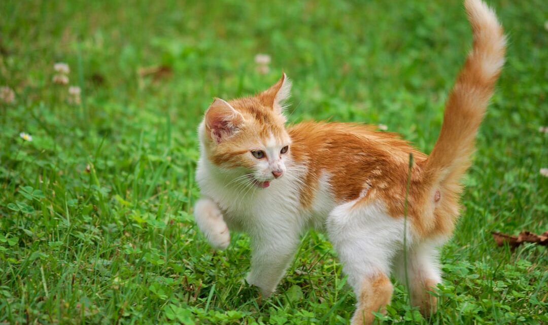 Co oznacza, gdy kot się goni? Analiza zachowań łowieckich i zabaw kotów w domu