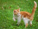 a cat running in the grass