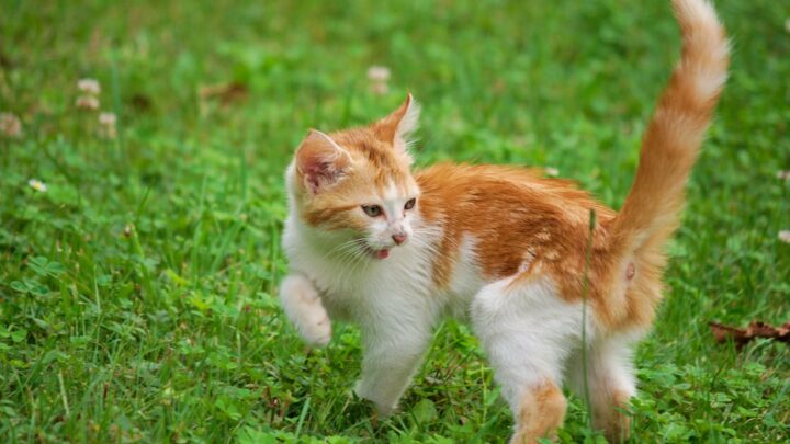 Co oznacza, gdy kot się goni? Analiza zachowań łowieckich i zabaw kotów w domu