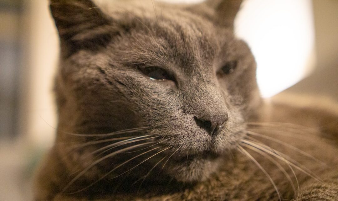 Cukrzyca i nadczynność tarczycy u kotów: Objawy, diagnoza i leczenie najczęstszych chorób metabolicznych u starszych pupili