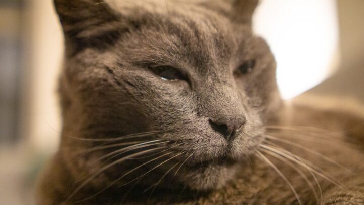 Cukrzyca i nadczynność tarczycy u kotów: Objawy, diagnoza i leczenie najczęstszych chorób metabolicznych u starszych pupili