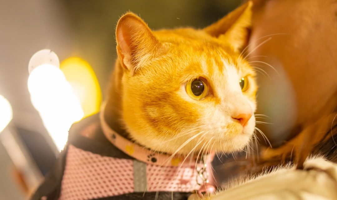 Czworonożny przyjaciel na wakacjach: Jak zaplanować pobyt z kotem poza domem?