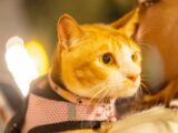 An orange tabby cat wearing a pink harness.