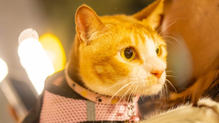 Czworonożny przyjaciel na wakacjach: Jak zaplanować pobyt z kotem poza domem?