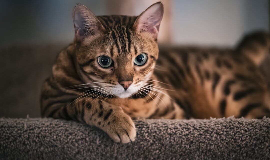 Czy kot bengalski może być kotem niewychodzącym? – Jak zapewnić mu bezpieczeństwo i stymulację w domu?