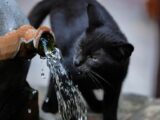A black cat drinking water from a stone fountain, close-up view.