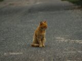 Adorable tabby cat sitting calmly on an empty asphalt road, exuding cuteness and calmness.