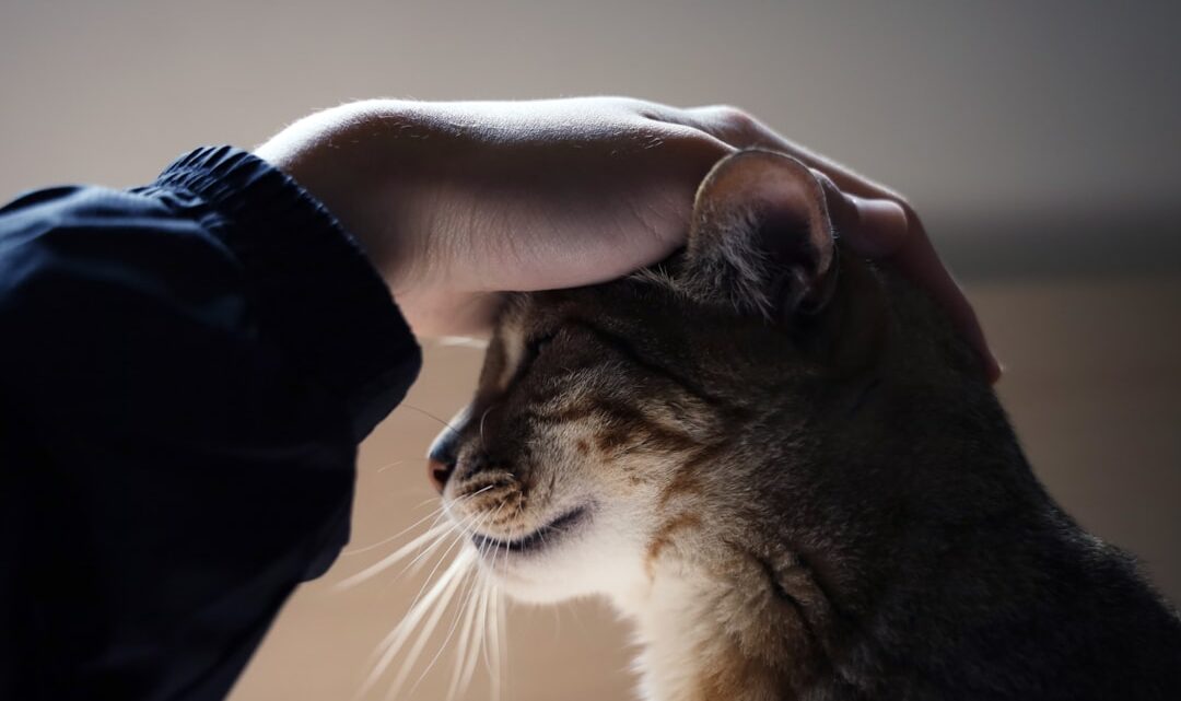 Czy koty czują empatię? Badania i obserwacje kociej psychiki