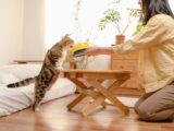 A woman kneels to feed her curious cat, creating a warm domestic scene in a cozy, sunlit room.