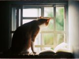 An orange cat gazes out a window, curiosity evident, with a book nearby.