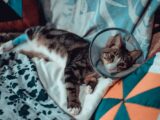 brown tabby cat on white and blue textile