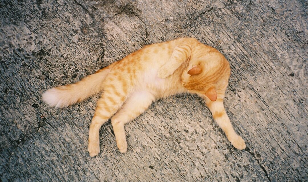 Czym jest syndrom pijanego kota (Feline Idiopathic Epilepsy) i jak pomóc choremu pupilowi?