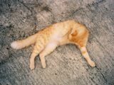orange tabby cat lying on gray concrete floor