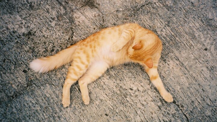 Czym jest syndrom pijanego kota (Feline Idiopathic Epilepsy) i jak pomóc choremu pupilowi?