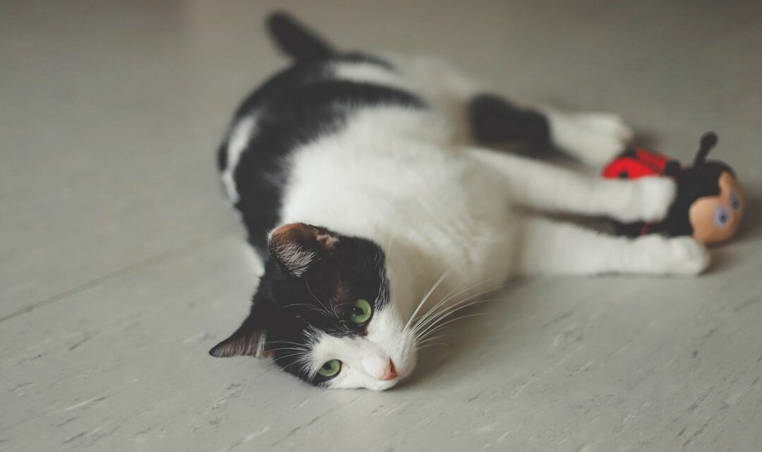 Czym kierować się przy wyborze zabawek dla kota seniora? Stymulacja umysłowa i fizyczna w podeszłym wieku.