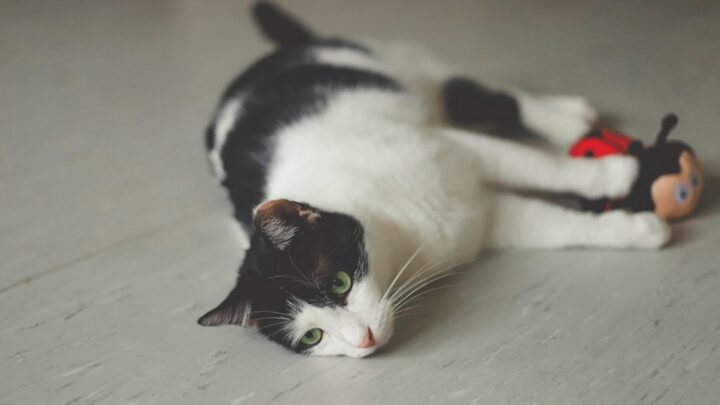 Czym kierować się przy wyborze zabawek dla kota seniora? Stymulacja umysłowa i fizyczna w podeszłym wieku.