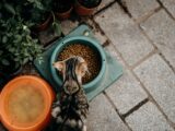 Overhead view of a tabby cat eating dry food next to potted plants.