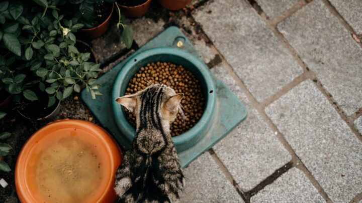 Dieta BARF dla kota: Kompletny przewodnik po karmieniu surowym mięsem – korzyści, ryzyka i praktyczne wskazówki