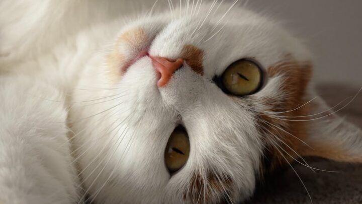 Dlaczego koty mruczą? Naukowe wyjaśnienie i różnorodne funkcje kociego mruczenia