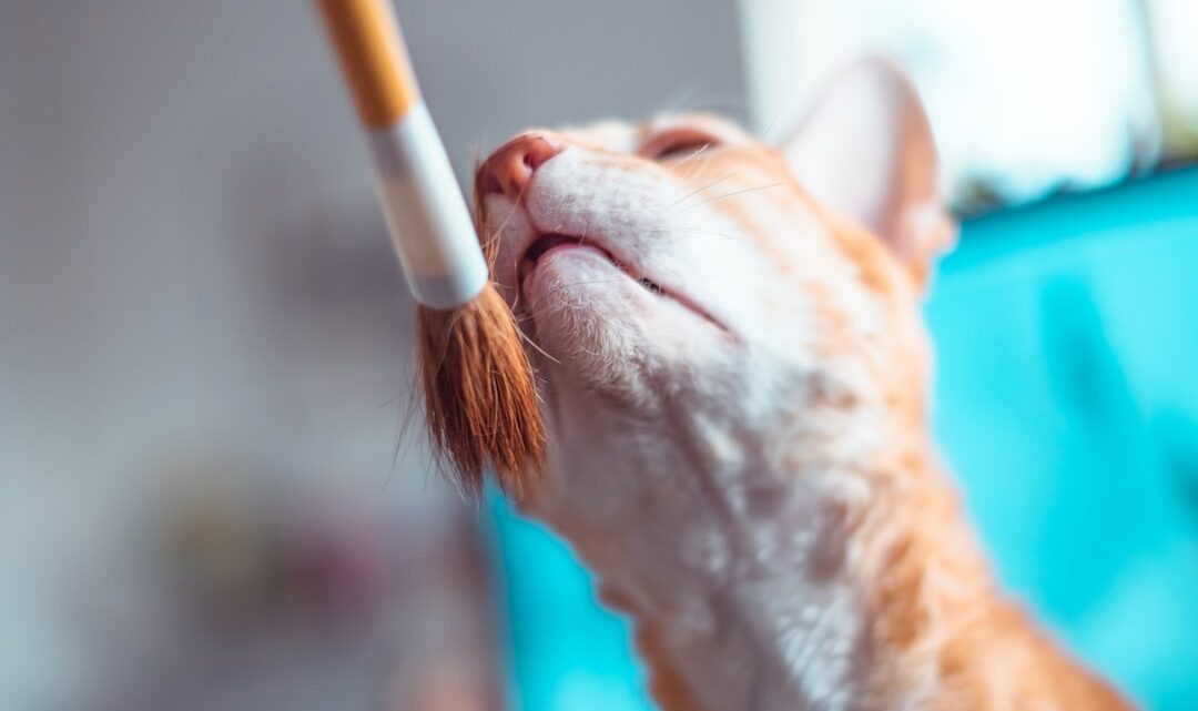 Domowe sposoby na zapobieganie kłębkom sierści u kota – Czy szczotkowanie to wszystko, co można zrobić?