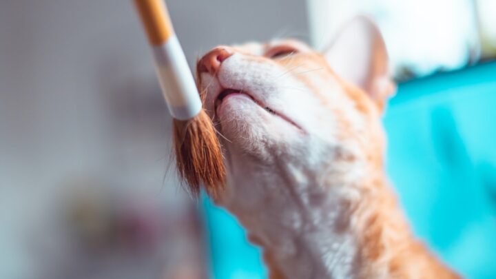 Domowe sposoby na zapobieganie kłębkom sierści u kota – Czy szczotkowanie to wszystko, co można zrobić?