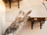a cat standing on its hind legs on a shelf