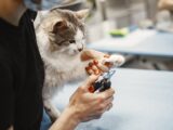 Close-up of a woman trimming a cat's claw using nail clippers at home.