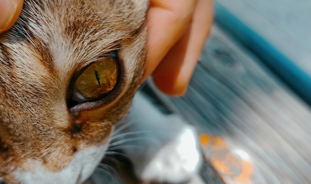 Jak dbać o higienę oczu u kota? Domowe sposoby i kiedy wizyta u weterynarza jest konieczna